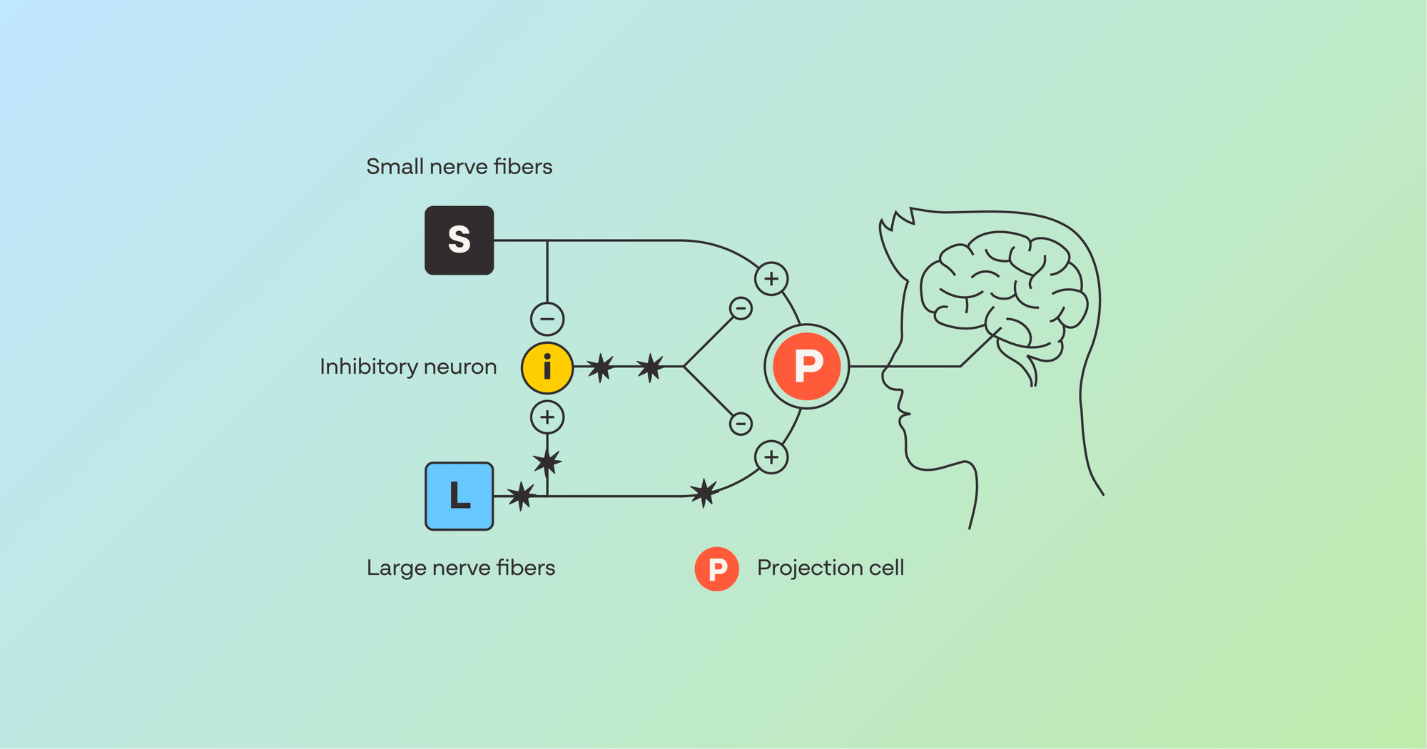 The Gate Control Theory of Pain: The Science Behind Digivibe - Suthe Dermal